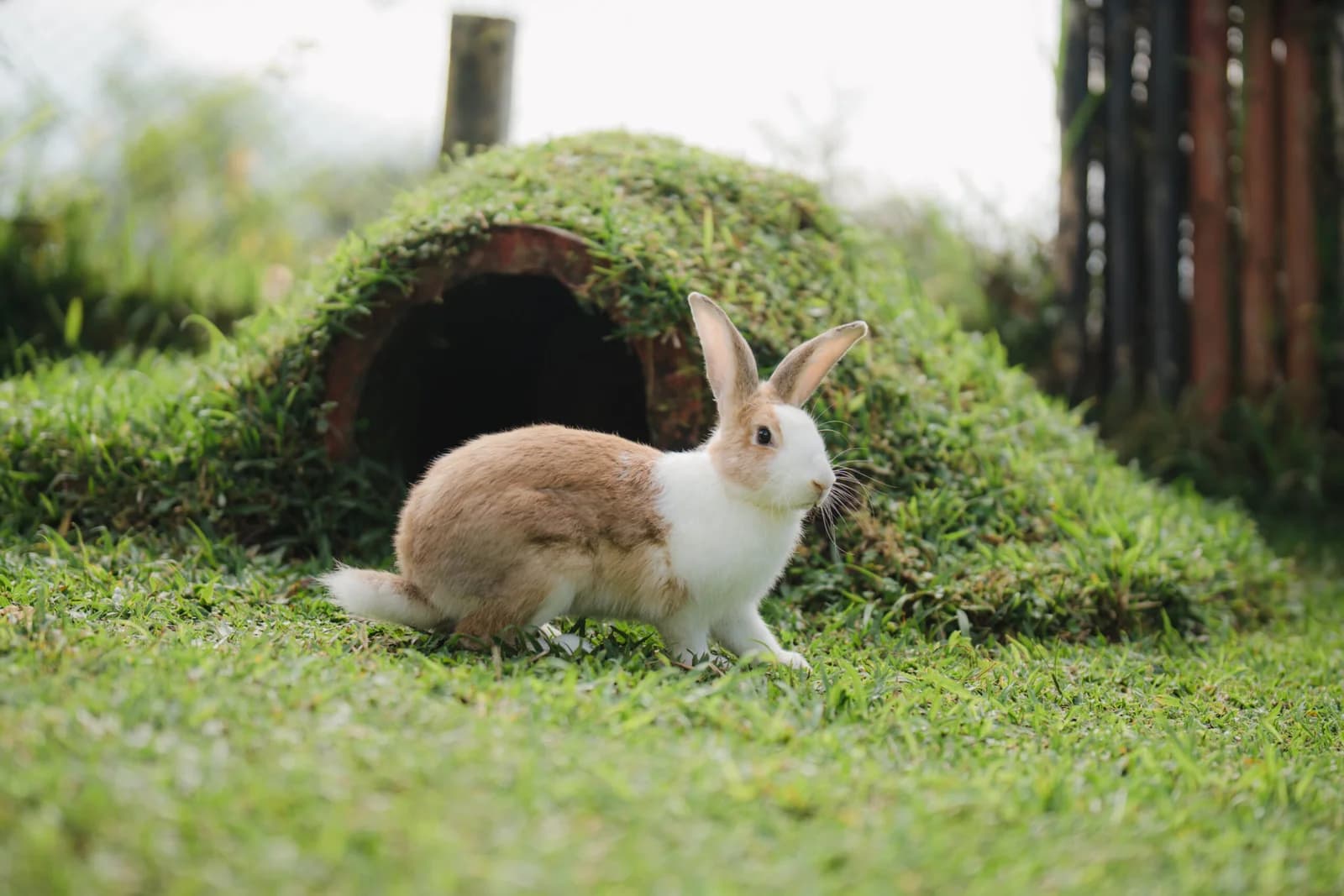 Rabbit Garden